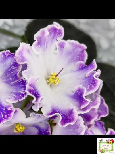 DS-Изюм (Dimetris) 2014 г. (лист с детками укоренённый)