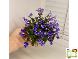 Teeny Bopper (L.Lyon) 5017 (08/27/1982) трейлер