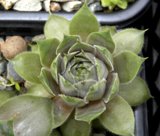 Sempervivum 'NOIR' - розетка