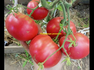 Томат Сызранская розовая помидора