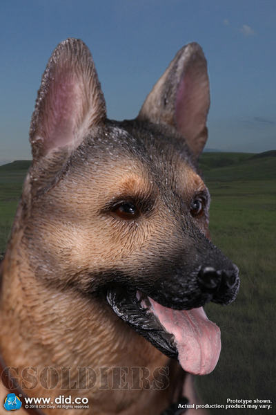 Немецкая овчарка - Коллекционная ФИГУРКА 1/6 scale German Shepherd (AS003) - DID