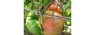 Томат Итальянское дерево (Italian Tree) Италия