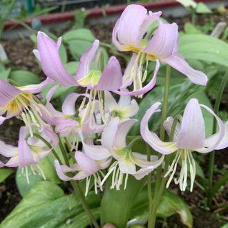 Erythronium r. Rose. Beauty