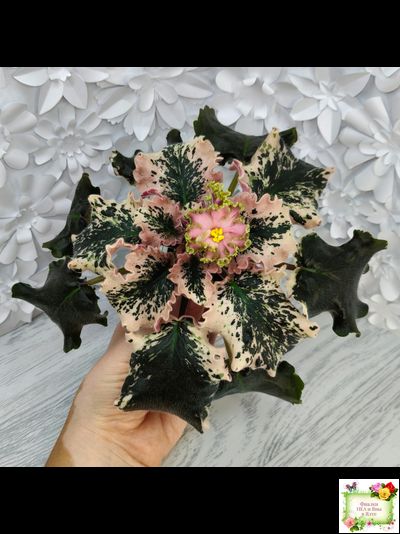 МТ-Пески Времени (М. Тотиева) 2022 г.