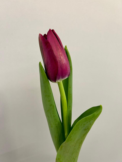 Букет тюльпанов бордо