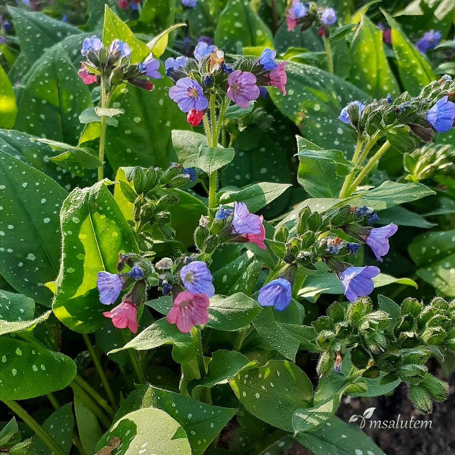 Медуница Pulmonaria