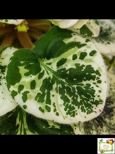 ЛЕ-Элли (Е. Лебецкая)