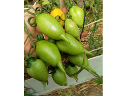 Томат Сокровище (Akmore Treasure)