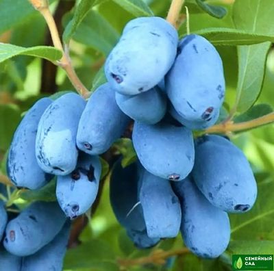 Жимолость канадская "Honey bee" (Хоней Би)