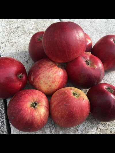 Кумир (яблоня), 2года, ЗКС