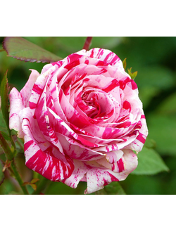 Роза чайно-гибридная Хайм Сатин