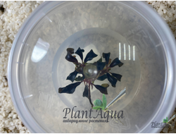 Буцефаландра Kedagang (меристемная)