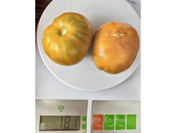 Томат Гном Эми из Огайо (Dwarf Amy’s Ohio)