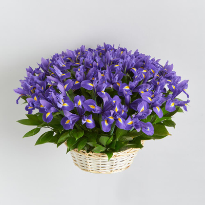 51 ирис в корзине