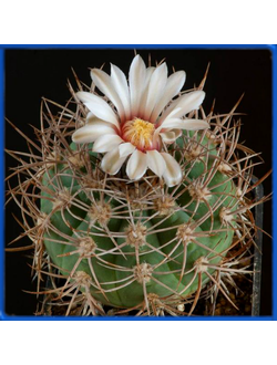 Gymnocalycium castellanosii GN 1116/4144