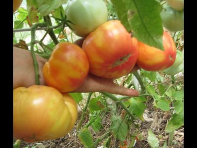 Томат Олимпийский огонь