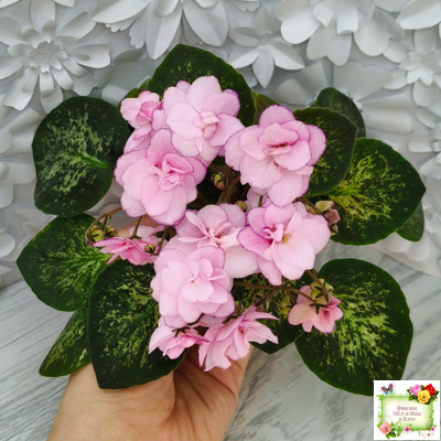 Lilian Sparkler (E.Champion) (мозаичник)