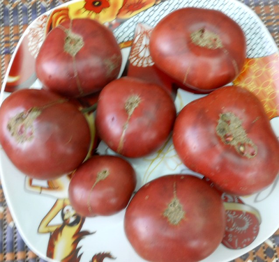 Томат Варшава (Varsovia)