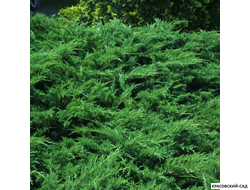 Можжевельник Блау Донау - фото - красовский-сад.рф