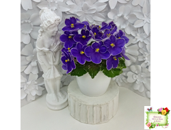 АВ-Контрольный Выстрел (Фиалковод) 2020 г. (пестролистный гёрл)