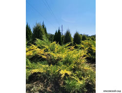 Можжевельник Блю энд Голд - Blue and Gold