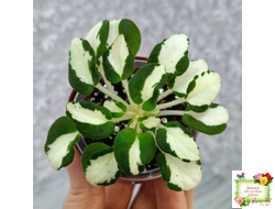 RUD-Green and White (Е. Рудницкий) 2023 г. листовая химера трейлер