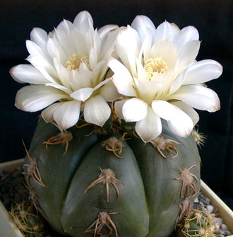 Gymnocalycium denudatum Gf 339 (D=10-12 mm)