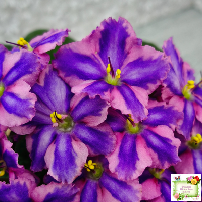 СГ-Каспер (И.Киселёва/С.Голубцова) химера