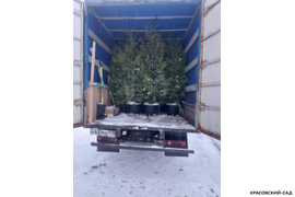 Туя Брабант фото погрузки Красовский-Сад.рф