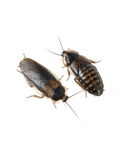 Аргентинский таракан (Блаптика дубия)