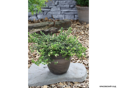 Можжевельник обыкновенный Спотти Спридер - Spotty Spreader