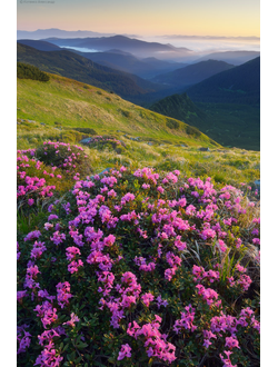 Рододендрон Zacarpacie