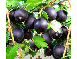 Крыжовник Командор (ЗКС)