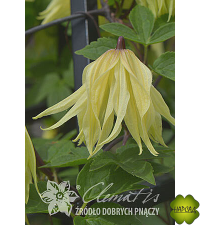 Клематис "Golden Surprise" (Голден Сюрпрайз) (саженец 2 года)