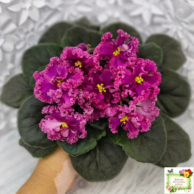 ЛФ-Дарья (Л.Федосеева) 2017 г. (пасынок укоренённый)