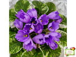 КНН-Крокус (Н. Куриленко) 2022 г. (пестролистный лонг)