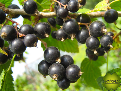 Смородина черная "Селеченская-2" (самая неприхотливая)