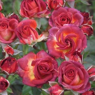 Роза  Браун Шугар ( Brown Sugar)