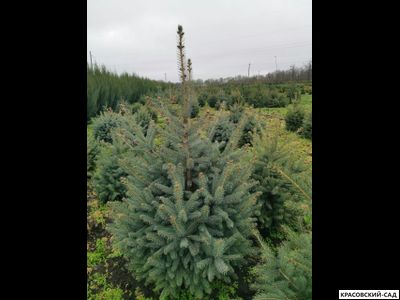 Ель Глаука - Glauca