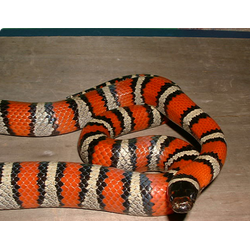 Молочная змея Рутвена (Lampropeltis ruthveni)