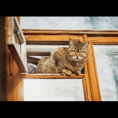 D0435 Охранник