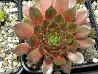 Sempervivum 'RUBIN’ - розетка