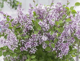 Сирень Мейера Flowerfesta Purple, C5