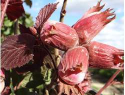 Фундук, черенки