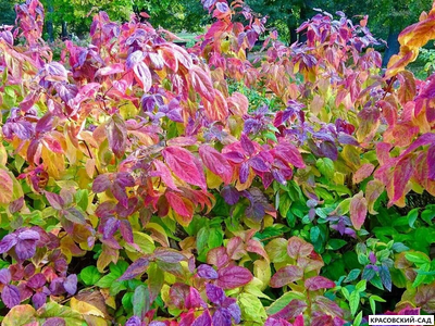 Спирея Макрофила - Macrophylla