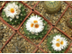 Obregonia denegrii (D=40мм)