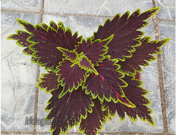 Колеус Main Street Burbon Street