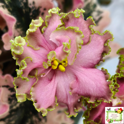 МТ-Пески Времени (М. Тотиева) 2022 г.