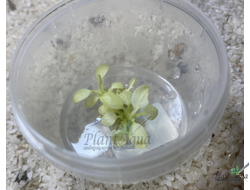 Анубиас Нана Марбл (Anubias nana marble) меристемный