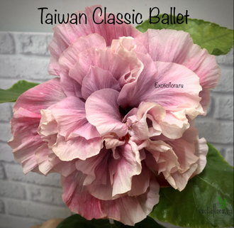 Гибискус Taiwan Classic Ballet